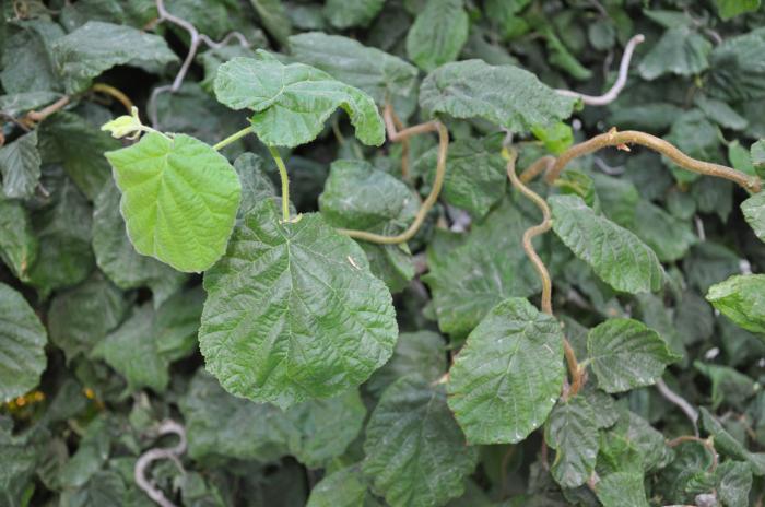 Plant photo of: Corylus avellana 'Contorta'