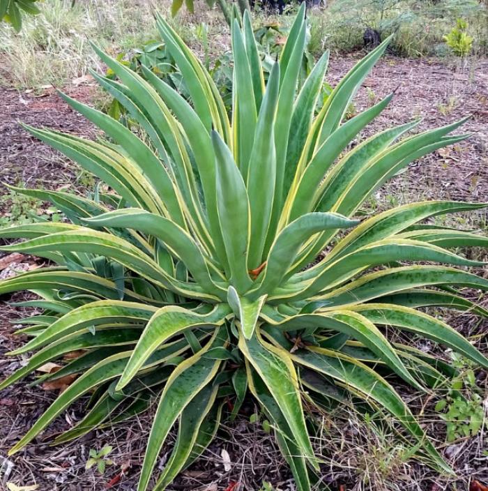 Plant photo of: Agave desmetiana 'Variegata'