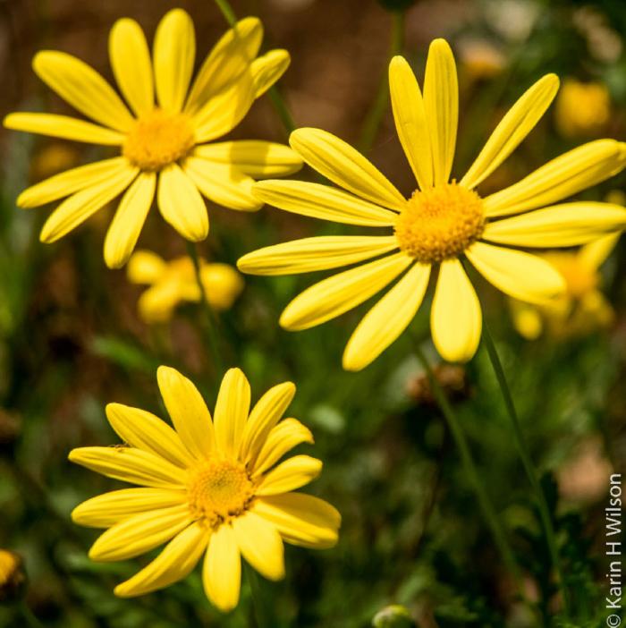 Plant photo of: Euryops pectinatus 'Viridis'