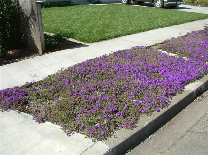 Plant photo of: Verbena canadensis 'Homestead Purple'