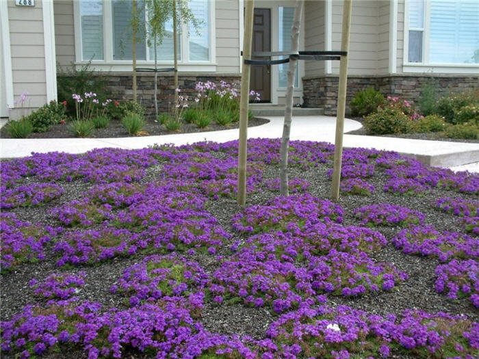 Plant photo of: Verbena canadensis 'Homestead Purple'