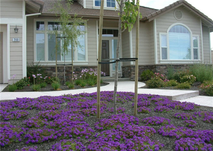 Plant photo of: Verbena canadensis 'Homestead Purple'