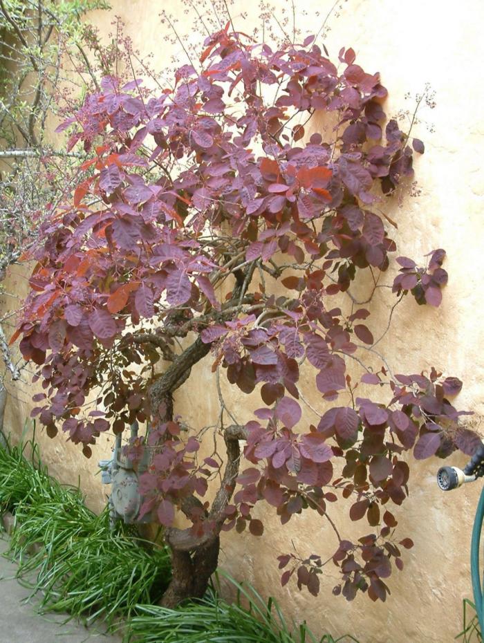 Plant photo of: Cotinus coggygria 'Purpureus'