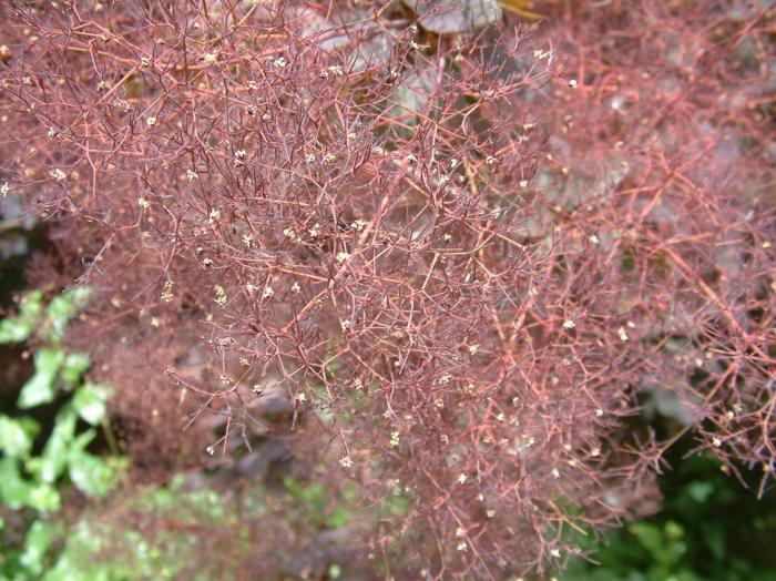 Plant photo of: Cotinus coggygria 'Purpureus'