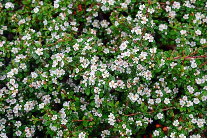 Plant photo of: Cotoneaster dammeri