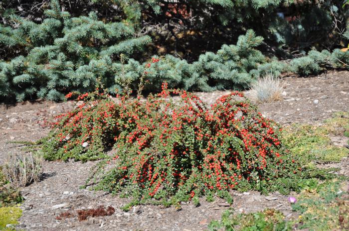 Plant photo of: Cotoneaster dammeri