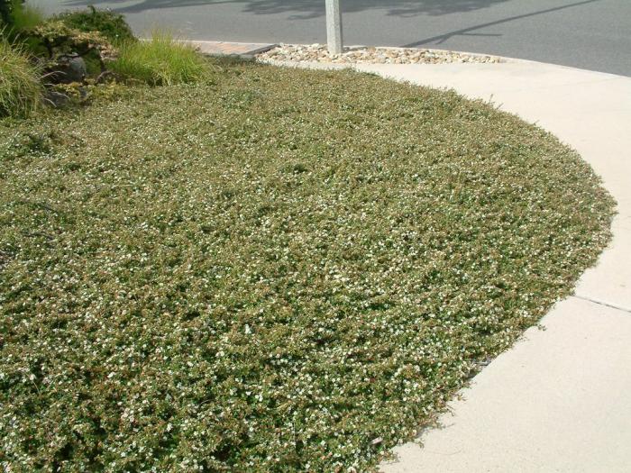 Plant photo of: Cotoneaster dammeri