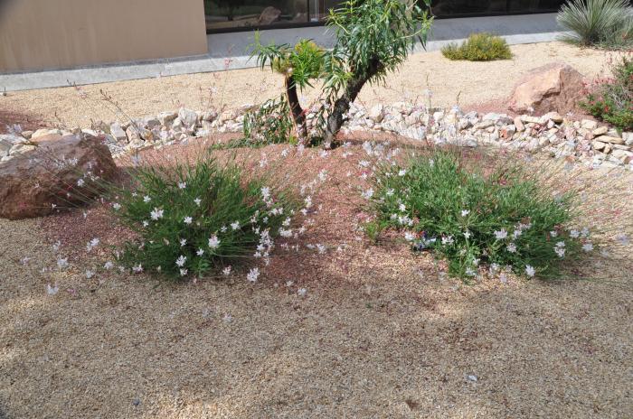 Plant photo of: Gaura lindheimeri 'Whirling Butterflies'