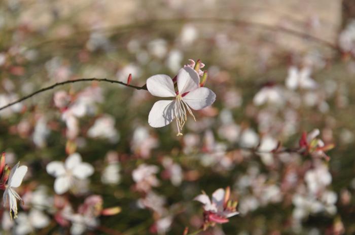 Plant photo of: Gaura lindheimeri 'Whirling Butterflies'