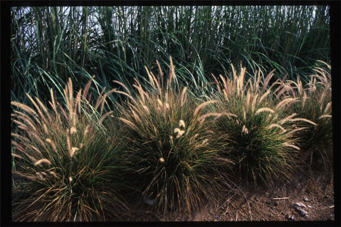 Plant photo of: Pennisetum setaceum 'Eaton Canyon'