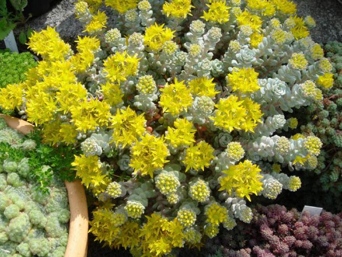 Plant photo of: Sedum spathulifolium 'Cape Blanco'