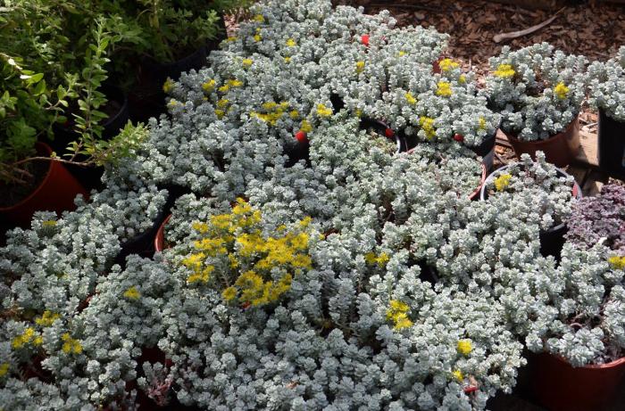 Plant photo of: Sedum spathulifolium 'Cape Blanco'