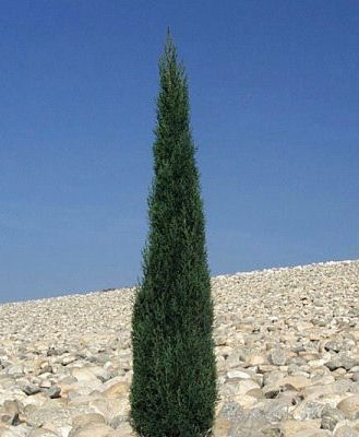 Plant photo of: Cupressus sempervirens 'Tiny Towers'