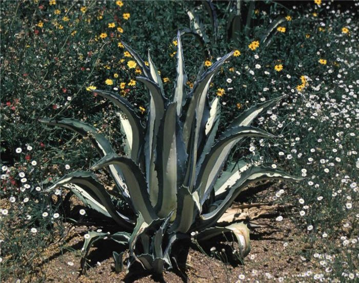 Yellow Center Maguey