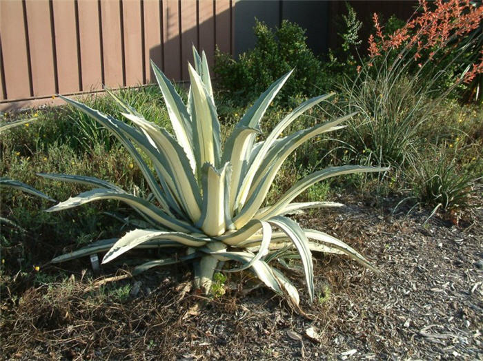 Plant photo of: Agave americana variegata medio-picta