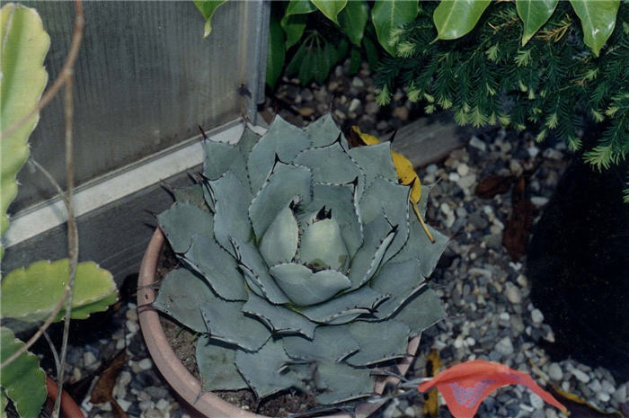 Plant photo of: Agave parryi v. huachucensis