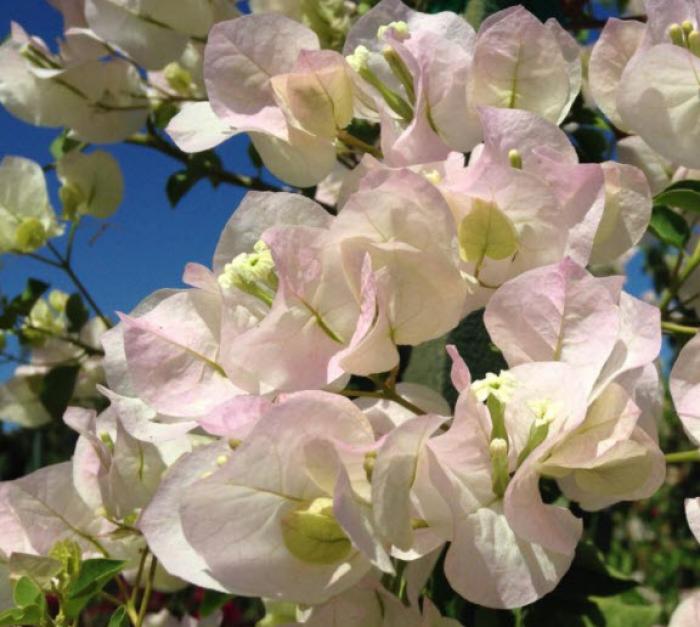 Jamaica White Bougainvillea