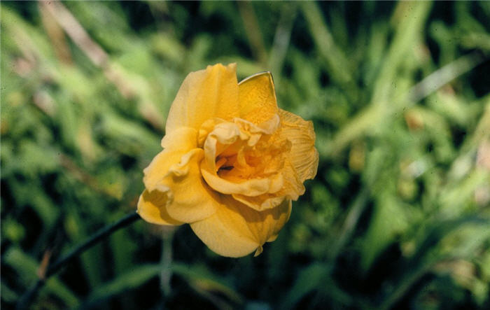 Pojo Daylily