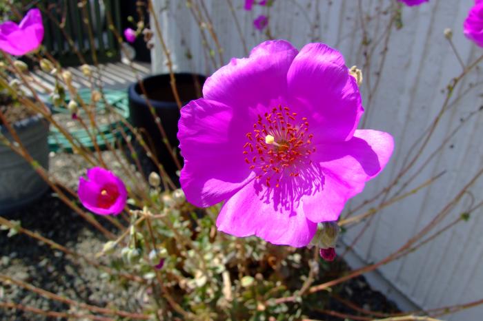 Plant photo of: Calandrinia grandiflora