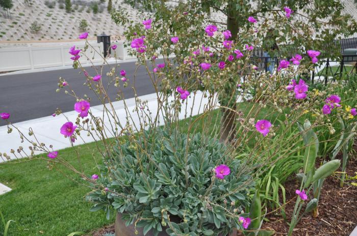 Plant photo of: Calandrinia grandiflora