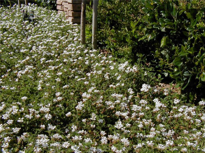 Plant photo of: Lantana montevidensis 'Alba'