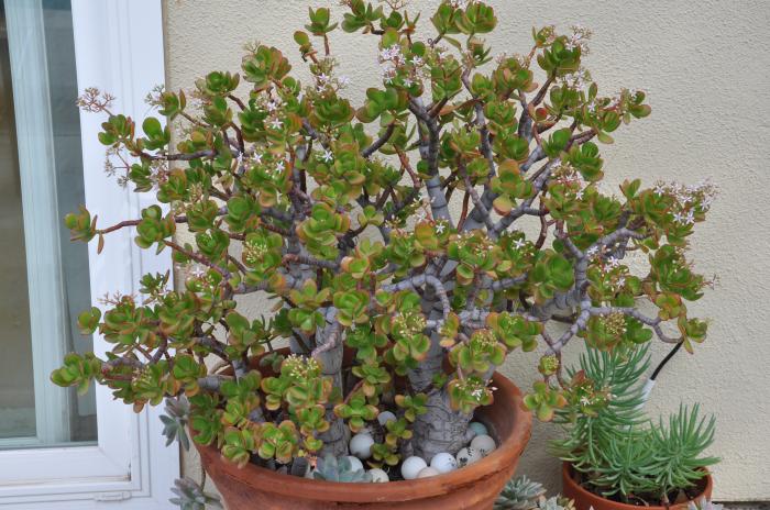 Plant photo of: Crassula ovata