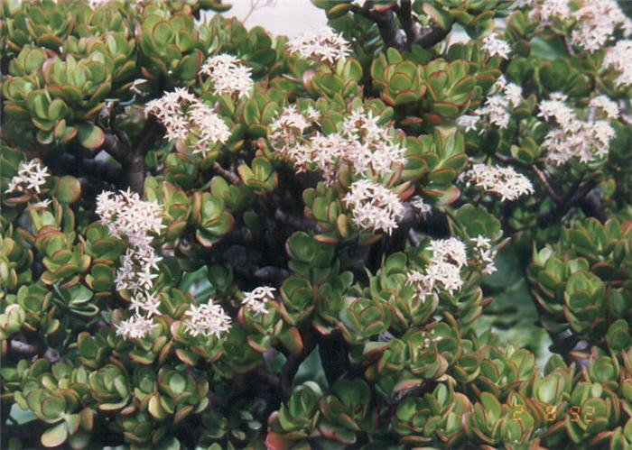 Plant photo of: Crassula ovata