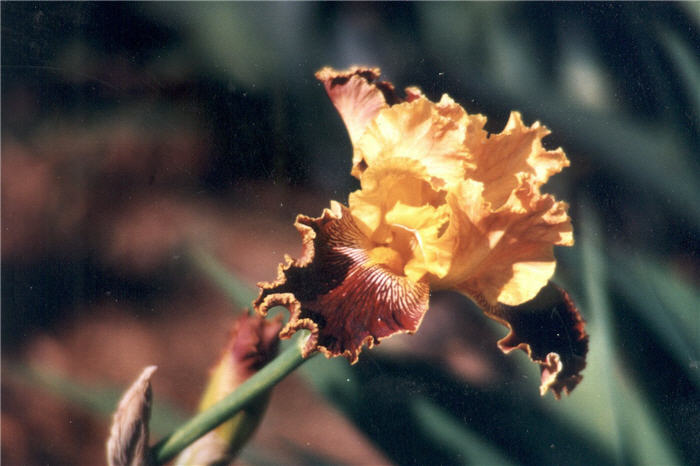 Dazzling Gold Bearded Iris