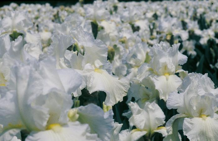 Plant photo of: Iris bearded 'Frequent Flyer'