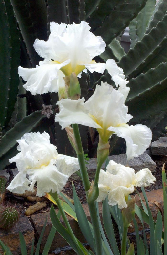 Plant photo of: Iris bearded 'Frequent Flyer'