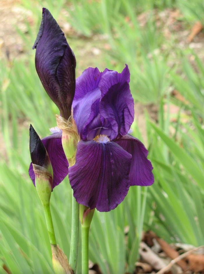 Plant photo of: Iris bearded 'Grandma's Purple Flag'