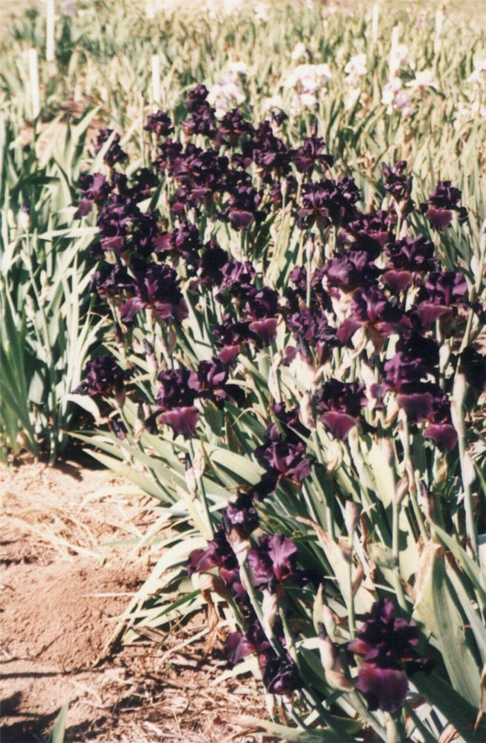 Plant photo of: Iris bearded 'Superstition'