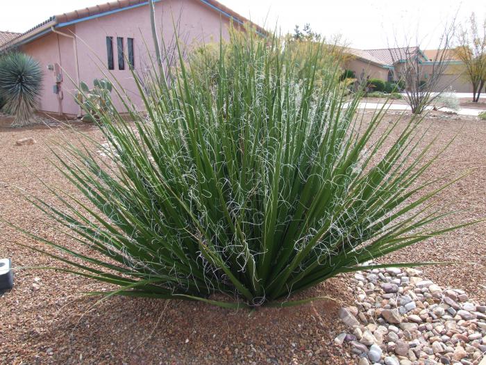 Twin Flowered Agave