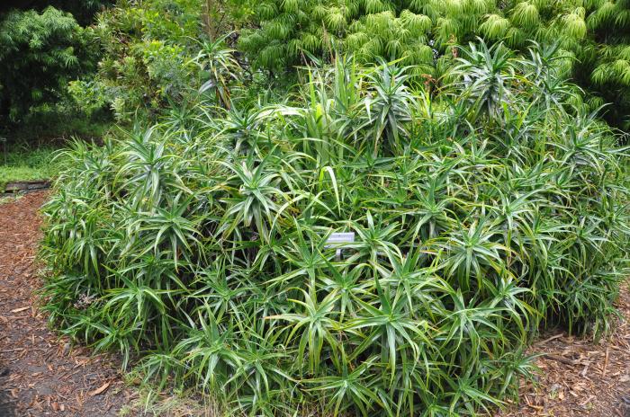 Plant photo of: Aloe striatula