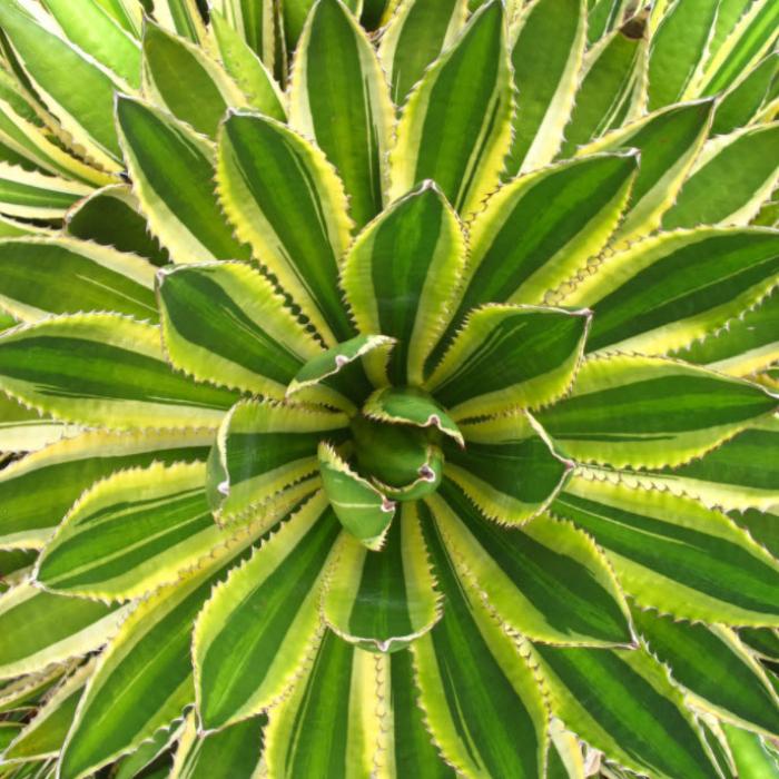 Plant photo of: Agave lophantha 'Quadricolor'