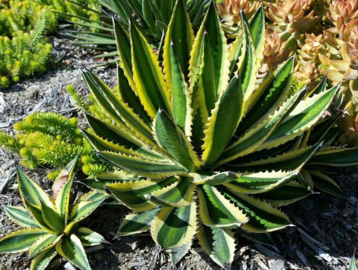 Plant photo of: Agave lophantha 'Quadricolor'