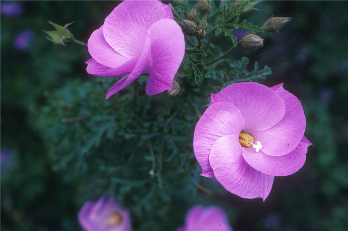 Monterey Bay Blue Hibiscus