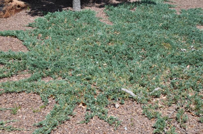 Plant photo of: Juniperus horizontalis 'Wiltonii'