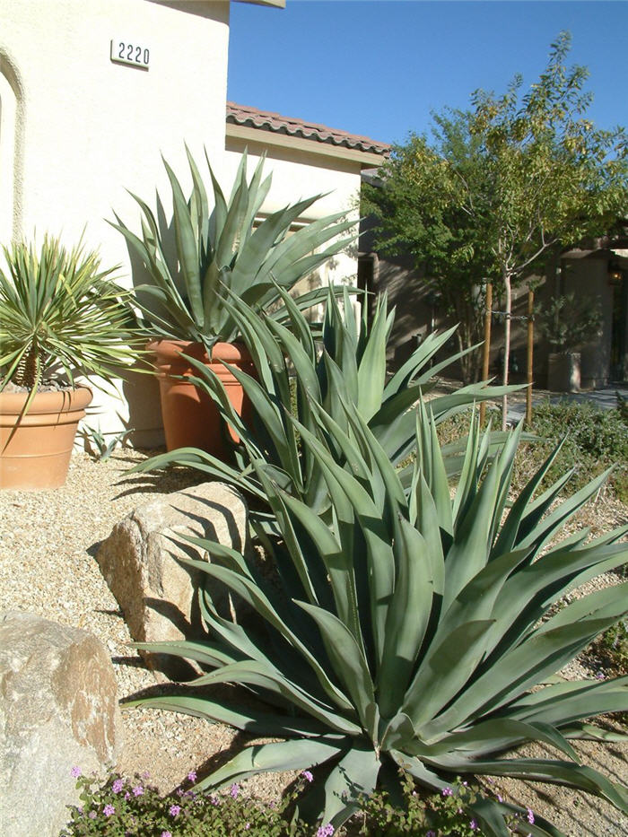 Agave weberi