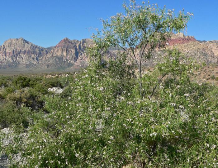 Desert Willow, Desert Catalpa