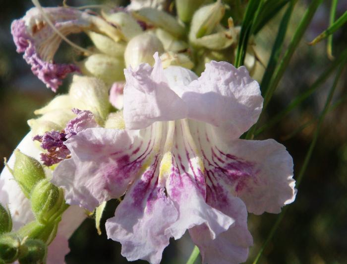 Plant photo of: Chilopsis linearis