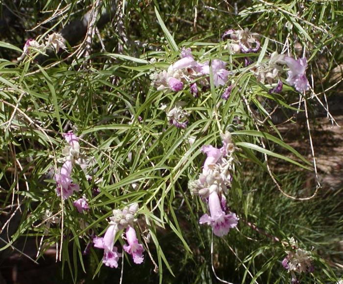 Plant photo of: Chilopsis linearis