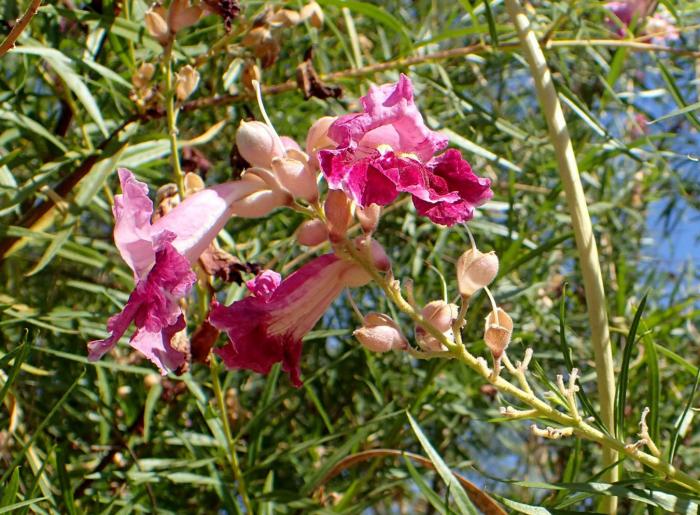 Plant photo of: Chilopsis linearis