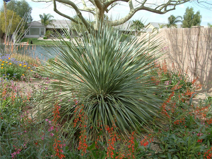 Grey Desert Spoon, Sotol