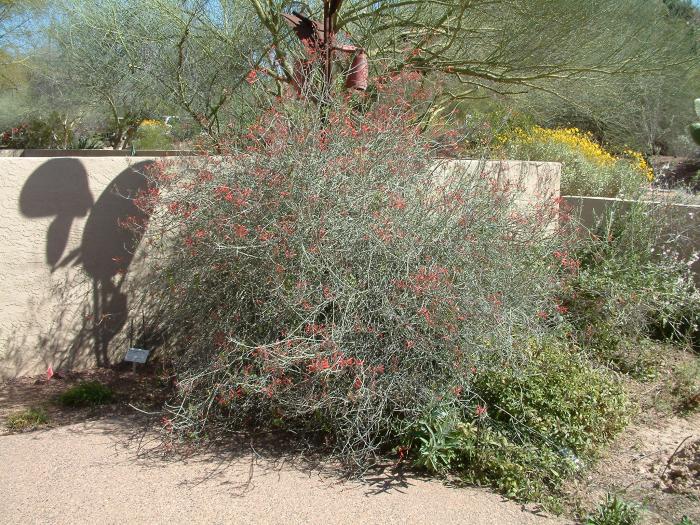 Chuparosa, California Beloperone