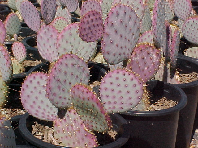 Plant photo of: Opuntia violacea santa-rita