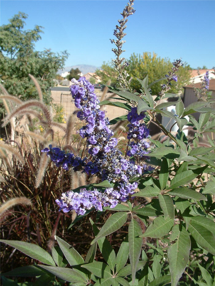 Plant photo of: Vitex agnus-castus