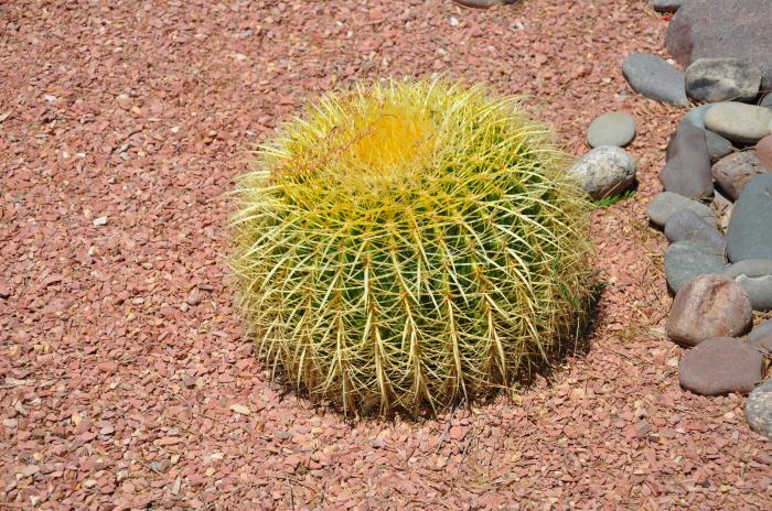 Plant photo of: Echinocactus grusonii