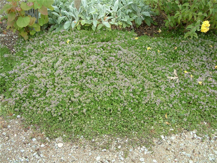 Plant photo of: Thymus polytrichus britannicus