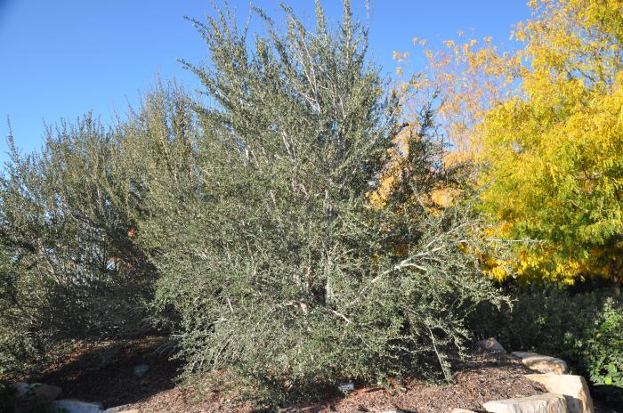 Curl-Leaf Mountain Mahogany